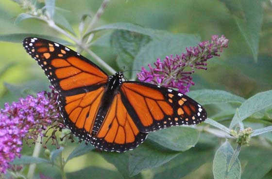 Monarch butterfly